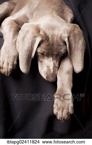 Weimaraner puppy sleeping on a chair View Large Photo Image Picture - Weimaraner puppy sleeping on a chair. Fotosearch