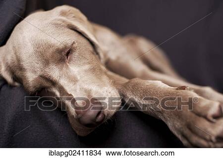 Weimaraner puppy sleeping on a chair View Large Photo Image Picture - Weimaraner puppy sleeping on a chair. Fotosearch