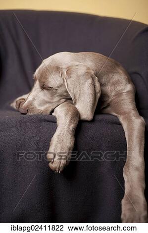 Weimaraner puppy sleeping on a chair View Large Photo Image Stock Image - Weimaraner puppy sleeping on a chair. Fotosearch