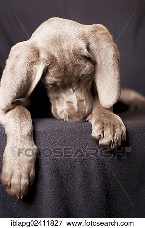Weimaraner puppy sleeping on a chair, portrait View Large Photo Image Stock Photo - Weimaraner puppy sleeping on a chair, portrait. Fotosearch