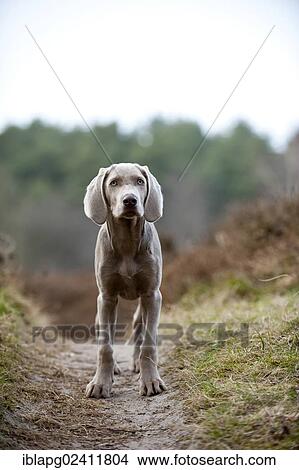 Weimaraner puppy, standing View Large Photo Image Picture - Weimaraner puppy, standing. Fotosearch