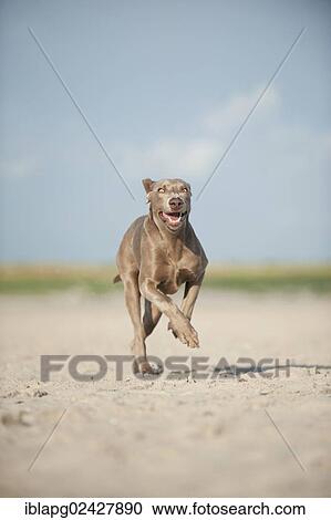 Weimaraner running along a beach View Large Photo Image Stock Image - Weimaraner running along a beach. Fotosearch