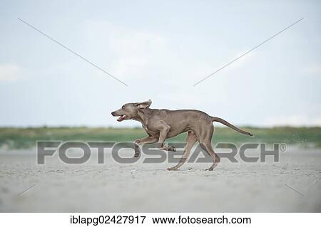 Weimaraner running along a beach View Large Photo Image Stock Photo - Weimaraner running along a beach. Fotosearch