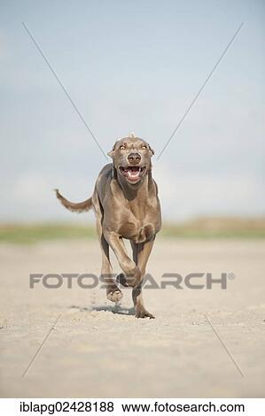 Weimaraner running along a beach View Large Photo Image Stock Photo - Weimaraner running along a beach. Fotosearch