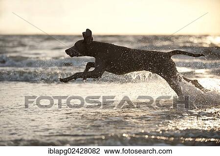 "Weimaraner running in the water, St. Peter-Ording, Schleswig-Holstein, Germany, Europe" View Large Photo Image Stock Image - "Weimaraner running in the water, St. Peter-Ording, Schleswig-Holstein, Germany, Europe". Fotosearch