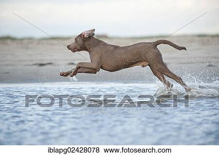 "Weimaraner running on the beach, St. Peter-Ording, Schleswig-Holstein, Germany, Europe" View Large Photo Image Stock Photo - "Weimaraner running on the beach, St. Peter-Ording, Schleswig-Holstein, Germany, Europe". Fotosearch