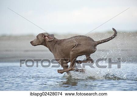 "Weimaraner running through water, Sankt Peter-Ording, Schleswig-Holstein, Germany, Europe" View Large Photo Image Picture - "Weimaraner running through water, Sankt Peter-Ording, Schleswig-Holstein, Germany, Europe". Fotosearch