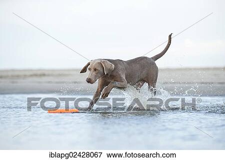 "Weimaraner running through water, Sankt Peter-Ording, Schleswig-Holstein, Germany, Europe" View Large Photo Image Stock Photo - "Weimaraner running through water, Sankt Peter-Ording, Schleswig-Holstein, Germany, Europe". Fotosearch