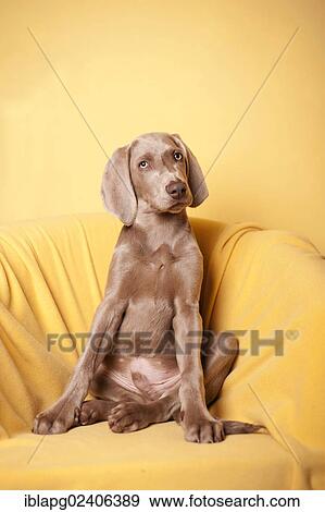 Weimaraner sitting in an armchair View Large Photo Image Stock Photo - Weimaraner sitting in an armchair. Fotosearch