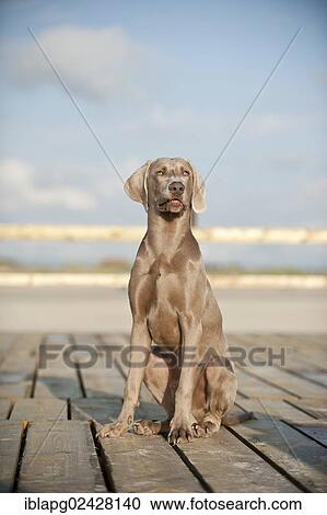 Weimaraner sitting on a jetty View Large Photo Image Stock Image - Weimaraner sitting on a jetty. Fotosearch