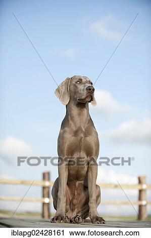 Weimaraner sitting on a jetty View Large Photo Image Stock Image - Weimaraner sitting on a jetty. Fotosearch