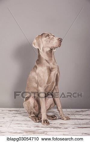 Stock Image - Weimaraner sitting. Fotosearch