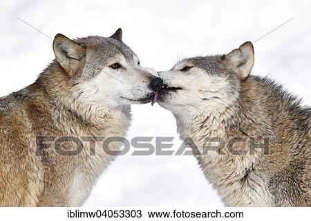 "Welcome, greeting, domination, licking, Northwestern wolf (Canis lupus occidentalis) in the snow, captive, Baden-Wurttemberg, Germany, Europe" View Large Photo Image Stock Image - "Welcome, greeting, domination, licking, Northwestern wolf (Canis lupus occidentalis) in the snow, captive, Baden-Wurttemberg, Germany, Europe". Fotosearch