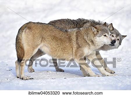 "Welcome, outreach, domination, licking, Northwestern wolf (Canis lupus occidentalis) in the snow, captive, Baden-Wurttemberg, Germany, Europe" View Large Photo Image Stock Image - "Welcome, outreach, domination, licking, Northwestern wolf (Canis lupus occidentalis) in the snow, captive, Baden-Wurttemberg, Germany, Europe". Fotosearch