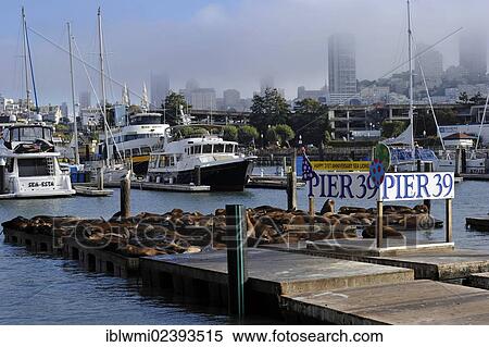 "Welcome sign on the 21st Anniversary, California sea lions (Zalophus californianus) at Pier 39, marina, Fisherman's Wharf, Harbor, San Francisco, California, United States of America, USA, PublicGround" View Large Photo Image Stock Photography - "Welcome sign on the 21st Anniversary, California sea lions (Zalophus californianus) at Pier 39, marina, Fisherman's Wharf, Harbor, San Francisco, California, United States of America, USA, PublicGround". Fotosearch