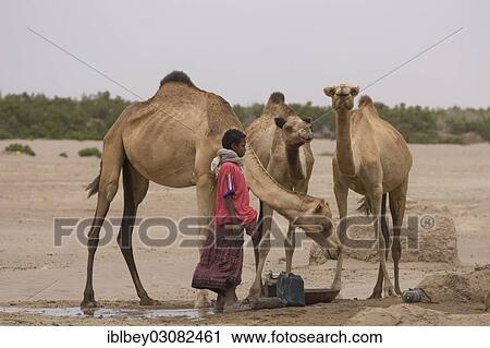 Stock Image - "Well sinking in the riverbed, the main village on the Afar at Ertale, Danakil-Senke, Afdera, Wollo, Ethiopia, Africa". Fotosearch
