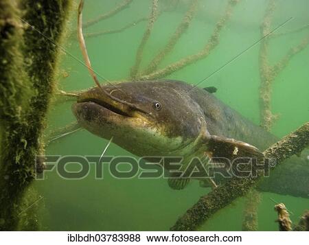 "Wels catfish (Silurus glanis) in Lake Ossiach, Villach, Carinthia, Austria, Europe" View Large Photo Image Stock Photo - "Wels catfish (Silurus glanis) in Lake Ossiach, Villach, Carinthia, Austria, Europe". Fotosearch