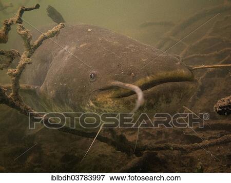 "Wels catfish (Silurus glanis) in Lake Ossiach, Villach, Carinthia, Austria, Europe" View Large Photo Image Stock Photo - "Wels catfish (Silurus glanis) in Lake Ossiach, Villach, Carinthia, Austria, Europe". Fotosearch