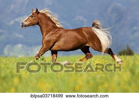 "Welsh Cob mare, fox, trotting through a flower meadow, Austria, Europe" View Large Photo Image Stock Photo - "Welsh Cob mare, fox, trotting through a flower meadow, Austria, Europe". Fotosearch