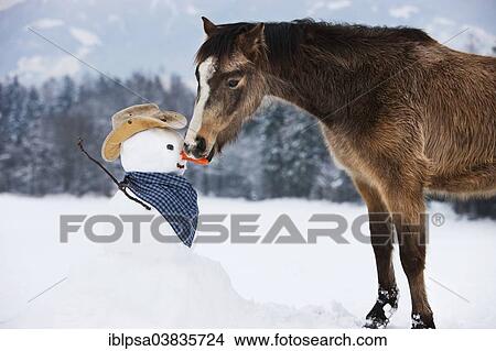 Picture - "Welsh Mountain Pony eating carrot nose of a snowman in western styling, North Tyrol, Austria, Europe". Fotosearch