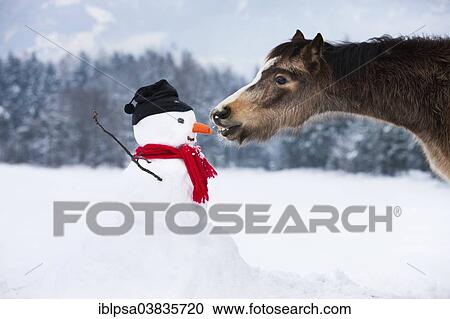 "Welsh Mountain Pony eating carrot nose of a snowman, North Tyrol, Austria, Europe" View Large Photo Image Stock Image - "Welsh Mountain Pony eating carrot nose of a snowman, North Tyrol, Austria, Europe". Fotosearch