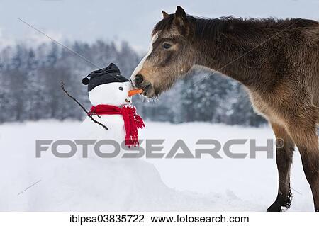 Stock Image - "Welsh Mountain Pony eating carrot nose of a snowman, North Tyrol, Austria, Europe". Fotosearch