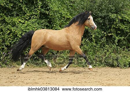 "Welsh Pony B, Germany, Europe" View Large Photo Image Picture - "Welsh Pony B, Germany, Europe". Fotosearch
