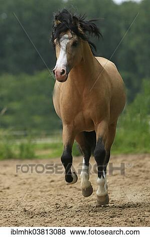 "Welsh Pony B, Germany, Europe" View Large Photo Image Stock Photo - "Welsh Pony B, Germany, Europe". Fotosearch