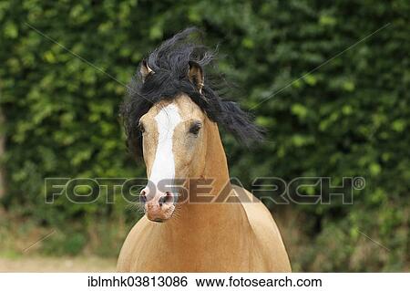 "Welsh Pony B, Germany, Europe" View Large Photo Image Stock Photograph - "Welsh Pony B, Germany, Europe". Fotosearch