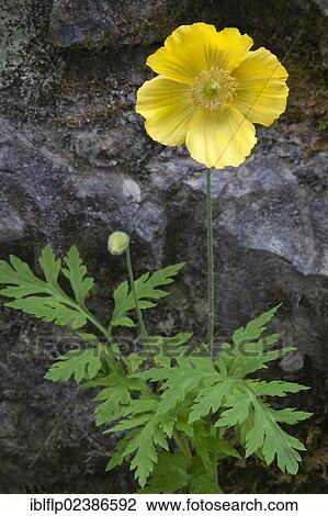 "Welsh Poppy (Meconopsis cambrica), flowering, growing at edge of driveway, Malham Tarn Field Studies Council, Yorkshire Dales National Park, North Yorkshire, England, United Kingdom, Europe" View Large Photo Image Stock Image - "Welsh Poppy (Meconopsis cambrica), flowering, growing at edge of driveway, Malham Tarn Field Studies Council, Yorkshire Dales National Park, North Yorkshire, England, United Kingdom, Europe". Fotosearch