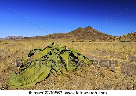 "Welwitschia (Welwitschia mirabilis), near Brandberg mountain, Damaraland, Namibia, Africa" View Large Photo Image Stock Image - "Welwitschia (Welwitschia mirabilis), near Brandberg mountain, Damaraland, Namibia, Africa". Fotosearch