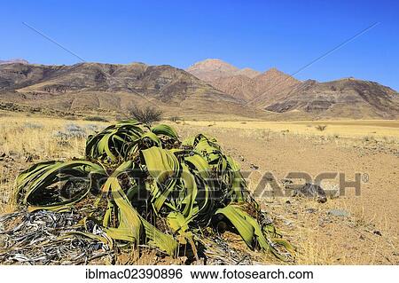 "Welwitschia (Welwitschia mirabilis), near Brandberg mountain, Damaraland, Namibia, Africa" View Large Photo Image Stock Photograph - "Welwitschia (Welwitschia mirabilis), near Brandberg mountain, Damaraland, Namibia, Africa". Fotosearch