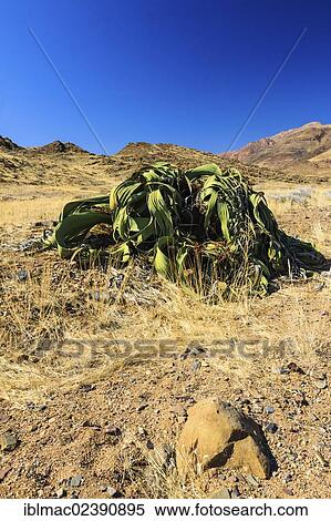 "Welwitschia (Welwitschia mirabilis), near Brandberg mountain, Damaraland, Namibia, Africa" View Large Photo Image Stock Photography - "Welwitschia (Welwitschia mirabilis), near Brandberg mountain, Damaraland, Namibia, Africa". Fotosearch