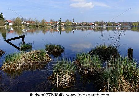 "Wessling Lake, Wessling, Upper Bavaria, Bavaria, Germany, Europe" View Large Photo Image Stock Photo - "Wessling Lake, Wessling, Upper Bavaria, Bavaria, Germany, Europe". Fotosearch