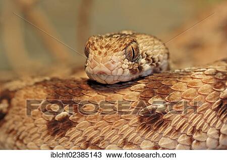 "West African Carpet Viper or Ocellated Carpet Viper (Echis ocellatus), venomous snake, portrait, native to Africa, in captivity, Germany, Europe" View Large Photo Image Stock Image - "West African Carpet Viper or Ocellated Carpet Viper (Echis ocellatus), venomous snake, portrait, native to Africa, in captivity, Germany, Europe". Fotosearch