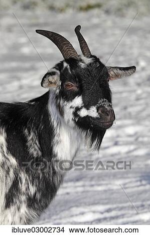 "West African dwarf goat (Capra hircus) in the snow, Lower Saxony, Germany, Europe" View Large Photo Image Picture - "West African dwarf goat (Capra hircus) in the snow, Lower Saxony, Germany, Europe". Fotosearch
