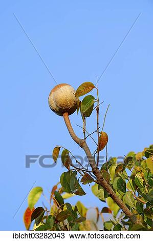 "West Indian mahogany, Cuban Mahogany, Genuine Mahogany or Mahogany (Swietenia mahogany, Cedrela mahogani, Cedrus mahogany, Swietenia fabrilis, Swietenia acutifolia), fruit on the tree, Everglades National Park, Florida, United States, North America" View Large Photo Image Stock Image - "West Indian mahogany, Cuban Mahogany, Genuine Mahogany or Mahogany (Swietenia mahogany, Cedrela mahogani, Cedrus mahogany, Swietenia fabrilis, Swietenia acutifolia), fruit on the tree, Everglades National Park, Florida, United States, North America". Fotosearch