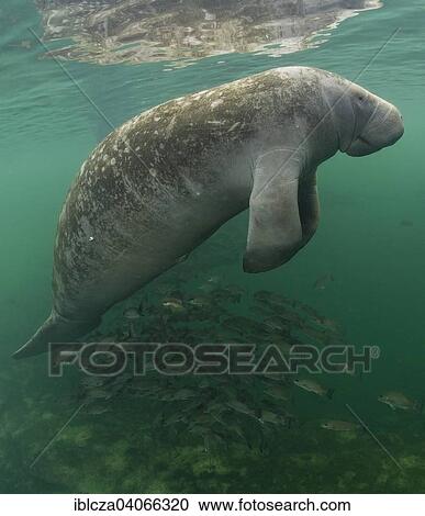 "West Indian Manatee (Trichechus manatus), Florida, USA" View Large Photo Image Stock Image - "West Indian Manatee (Trichechus manatus), Florida, USA". Fotosearch