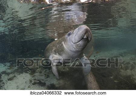 "West Indian Manatee (Trichechus manatus), Florida, USA" View Large Photo Image Stock Image - "West Indian Manatee (Trichechus manatus), Florida, USA". Fotosearch