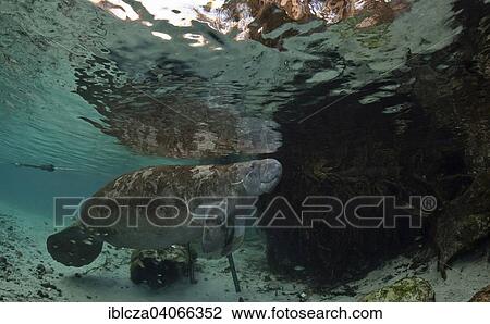 "West Indian Manatee (Trichechus manatus), Florida, USA" View Large Photo Image Stock Image - "West Indian Manatee (Trichechus manatus), Florida, USA". Fotosearch