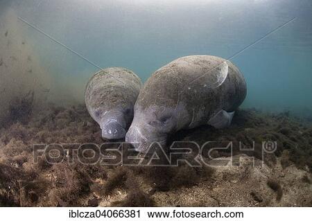 "West Indian Manatee (Trichechus manatus), female and calf, Florida, USA" View Large Photo Image Stock Image - "West Indian Manatee (Trichechus manatus), female and calf, Florida, USA". Fotosearch