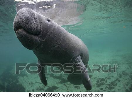 "West Indian Manatee (Trichechus manatus), Florida, USA" View Large Photo Image Stock Image - "West Indian Manatee (Trichechus manatus), Florida, USA". Fotosearch
