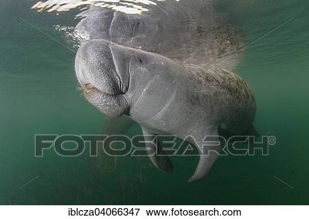 "West Indian Manatee (Trichechus manatus), Florida, USA" View Large Photo Image Stock Photo - "West Indian Manatee (Trichechus manatus), Florida, USA". Fotosearch
