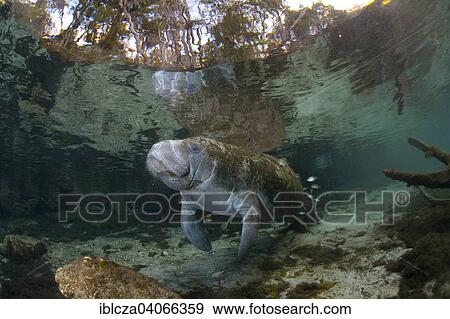 Stock Photo - "West Indian Manatee (Trichechus manatus) at cleaning station, Florida, USA". Fotosearch
