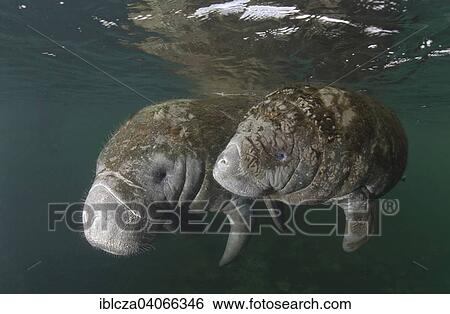 "West Indian Manatee (Trichechus manatus), female and calf, Florida, USA" View Large Photo Image Stock Photograph - "West Indian Manatee (Trichechus manatus), female and calf, Florida, USA". Fotosearch