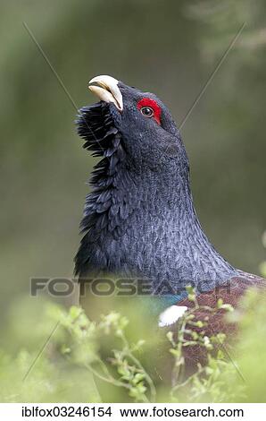 "Western Capercaillie or Wood Grouse (Tetrao urogallus), cock displaying, portrait, Tiroler Unterland, Tyrol, Austria, Europe" View Large Photo Image Picture - "Western Capercaillie or Wood Grouse (Tetrao urogallus), cock displaying, portrait, Tiroler Unterland, Tyrol, Austria, Europe". Fotosearch
