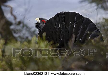 "Western Capercaillie or Wood Grouse (Tetrao urugallus), male in a courtship display, Kirchberg, Tyrol, Austria, Europe" View Large Photo Image Stock Image - "Western Capercaillie or Wood Grouse (Tetrao urugallus), male in a courtship display, Kirchberg, Tyrol, Austria, Europe". Fotosearch