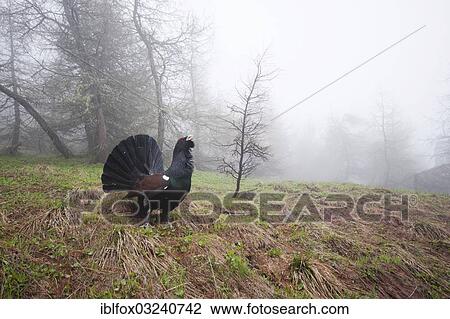"Western Capercaillie or Wood Grouse (Tetrao urogallus), displaying cock, Zillertal, Tiroler Unterland, Tyrol, Austria, Europe" View Large Photo Image Stock Image - "Western Capercaillie or Wood Grouse (Tetrao urogallus), displaying cock, Zillertal, Tiroler Unterland, Tyrol, Austria, Europe". Fotosearch