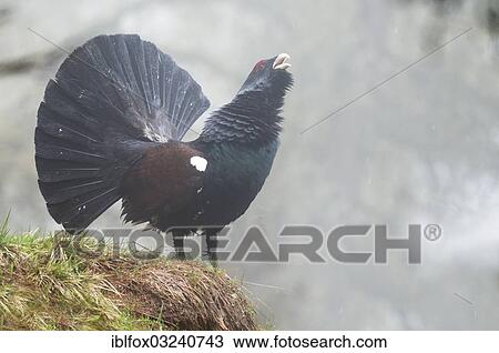 "Western Capercaillie or Wood Grouse (Tetrao urogallus), displaying cock, Zillertal, Tiroler Unterland, Tyrol, Austria, Europe" View Large Photo Image Stock Image - "Western Capercaillie or Wood Grouse (Tetrao urogallus), displaying cock, Zillertal, Tiroler Unterland, Tyrol, Austria, Europe". Fotosearch
