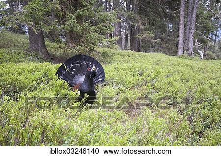"Western Capercaillie or Wood Grouse (Tetrao urogallus), cock displaying, Tiroler Unterland, Tyrol, Austria, Europe" View Large Photo Image Stock Image - "Western Capercaillie or Wood Grouse (Tetrao urogallus), cock displaying, Tiroler Unterland, Tyrol, Austria, Europe". Fotosearch
